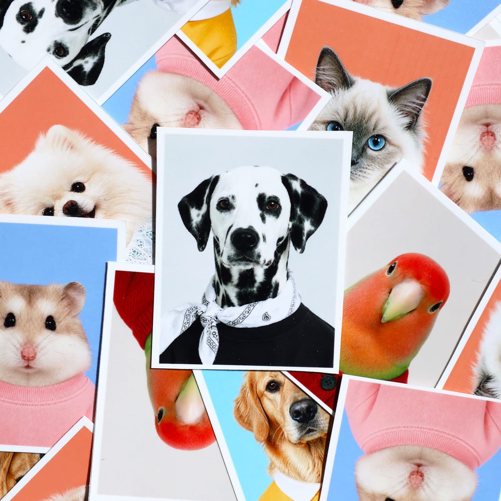 A spread of PPP pet photo prints
